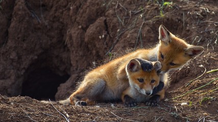 Two young Fox playing near his hole