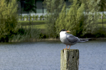 Common Tern in the park