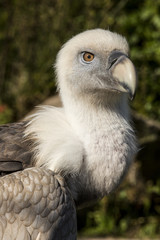 Portert van een verbaasde vale gier.
