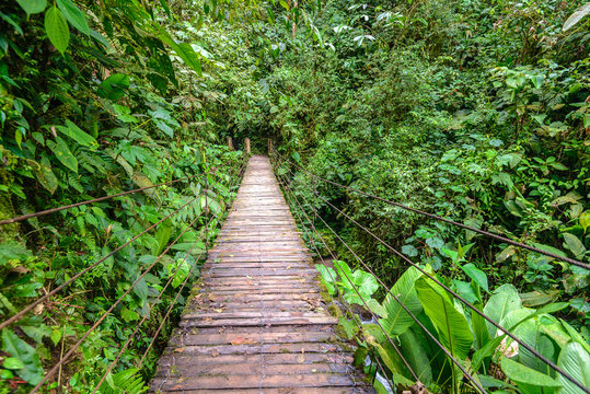 Fototapeta Wooden footbridge at Mindo Nambillo Ecological Reserve, Ecuador