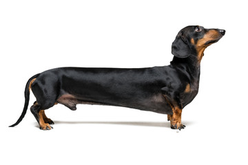 A manipulated image of a very Long Dachshund dog (puppy), black and tan on isolated on white...