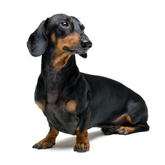 Obraz premium A dog (puppy) of the dachshund male breed, black and tan on isolated on white background