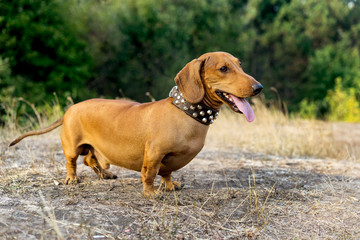 Cute dachshund on nature background