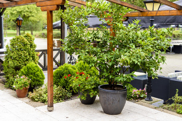 flowers in ceramic pots on the terrace