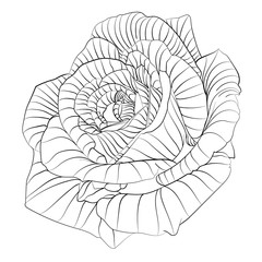 Roses. Hand drawn flower