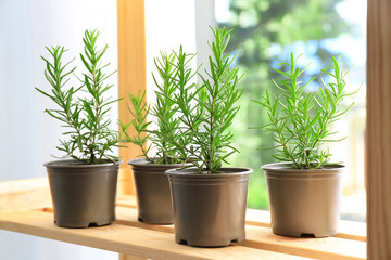 Pots with rosemary on table