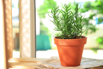 Pot with rosemary on table against window