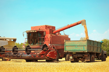 Combine harvester pouring grains in field