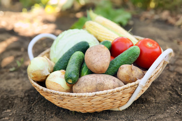 Basket with ripe vegetables on ground