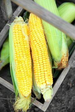 Basket with ripe corn cobs on ground
