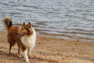 Obraz na płótnie Canvas puppy collie on the beach pet friendly