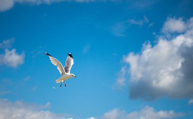 Seagull flying with blue skys and white clouds
