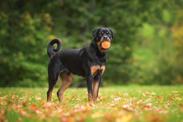 Rottweiler dog with a ball in autumn