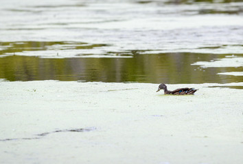 Lone duck swimming in a pond
