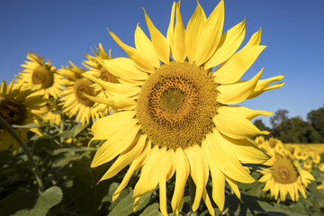 Sunflower blooms  in field  against blue skies