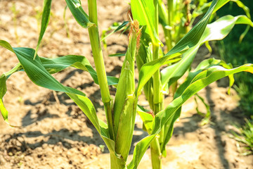 Fototapeta premium Maize plant with young corn cob in field