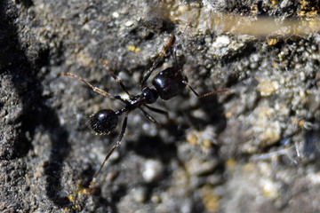 Ant