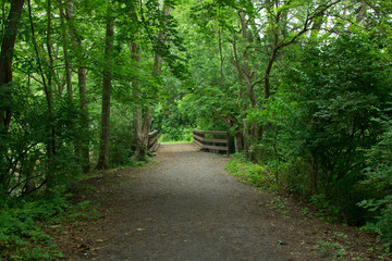 Forest walkway