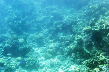 Naklejka na ściany i meble Underwater landscape with corals