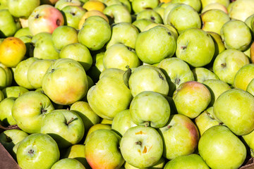 Fresh organic green apples as background. Agriculture harvested