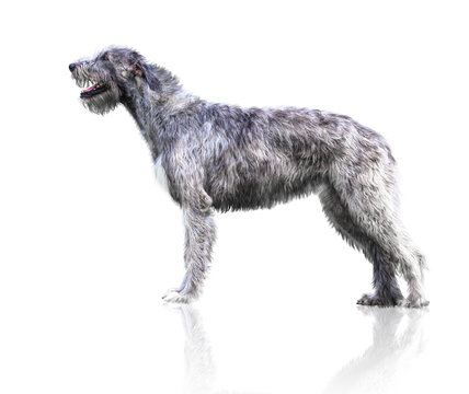 Big grey dog lies isolated on white background. Irish Wolfhound