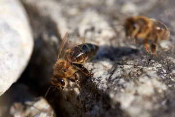 Trinkende Honigbiene