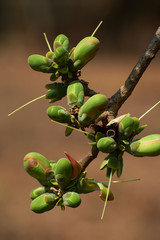 Buds on branch of tropical tree on brown background