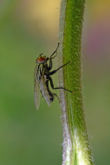 Fleischfliege