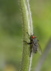 Fototapeta premium Fleischfliege