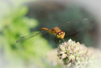 Yellow Winged Darter