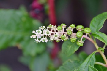 infiorescenza di Phytolacca