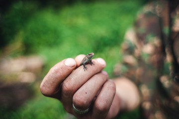 Mans hand with Viviparous lizard in the northern forest. Zootoca vivipara