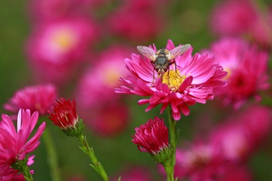 Bright pink aster flowers on green background with a fly / Tachina fera 