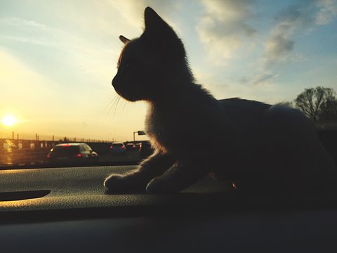 micio in macchina
