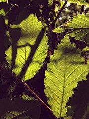 Green leaves pierced by sun