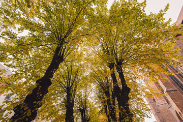 sidewalk in city during autumn