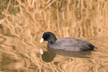 Coot (Fulica atra)