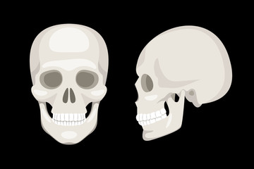Set of skulls