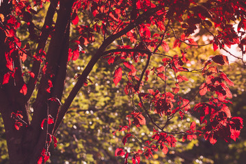 Beauty red tree in autumn forest.