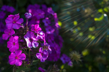 Fototapeta na wymiar Purple flowers on the green sunny field. Sun. lens flares. Bokeh.