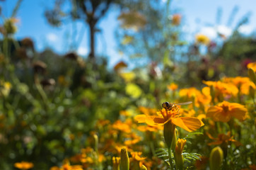 Bee is sitting on yellow flower. Sunny day. Blur background. Close up shot.