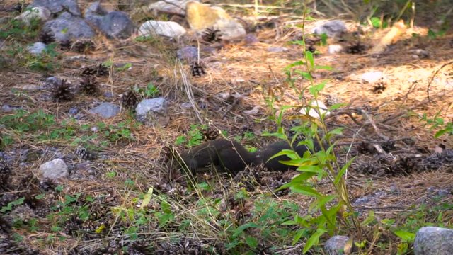 Black fur caucasus squirell funny eating seeds in autumn pine forest on background wild nature animal thematic