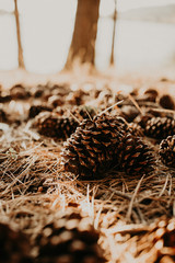 Autumnal Pinecones