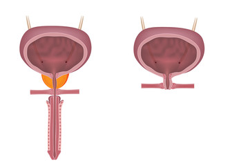 Male and female urinary systems, unlabeled.