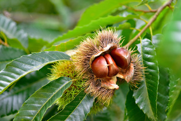 栗　/ chestnut