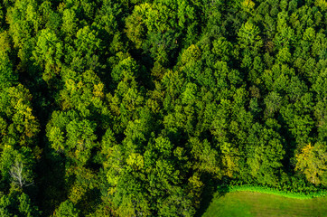 Aerial View of green forest