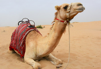 camel in the Sahara Desert