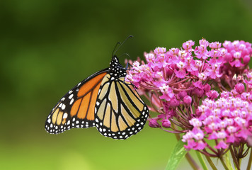 closeup Monarch butterfly on flower, Monarch butterfly on flower with blurry background, Monarch butterfly on flower in garden or in nature