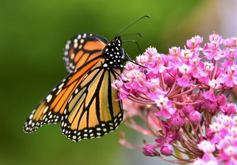 closeup Monarch butterfly on flower, Monarch butterfly on flower with blurry background, Monarch butterfly on flower in garden or in nature