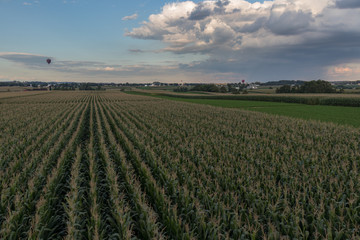 Fototapeta na wymiar Corn field on a cloudy evening at sunset